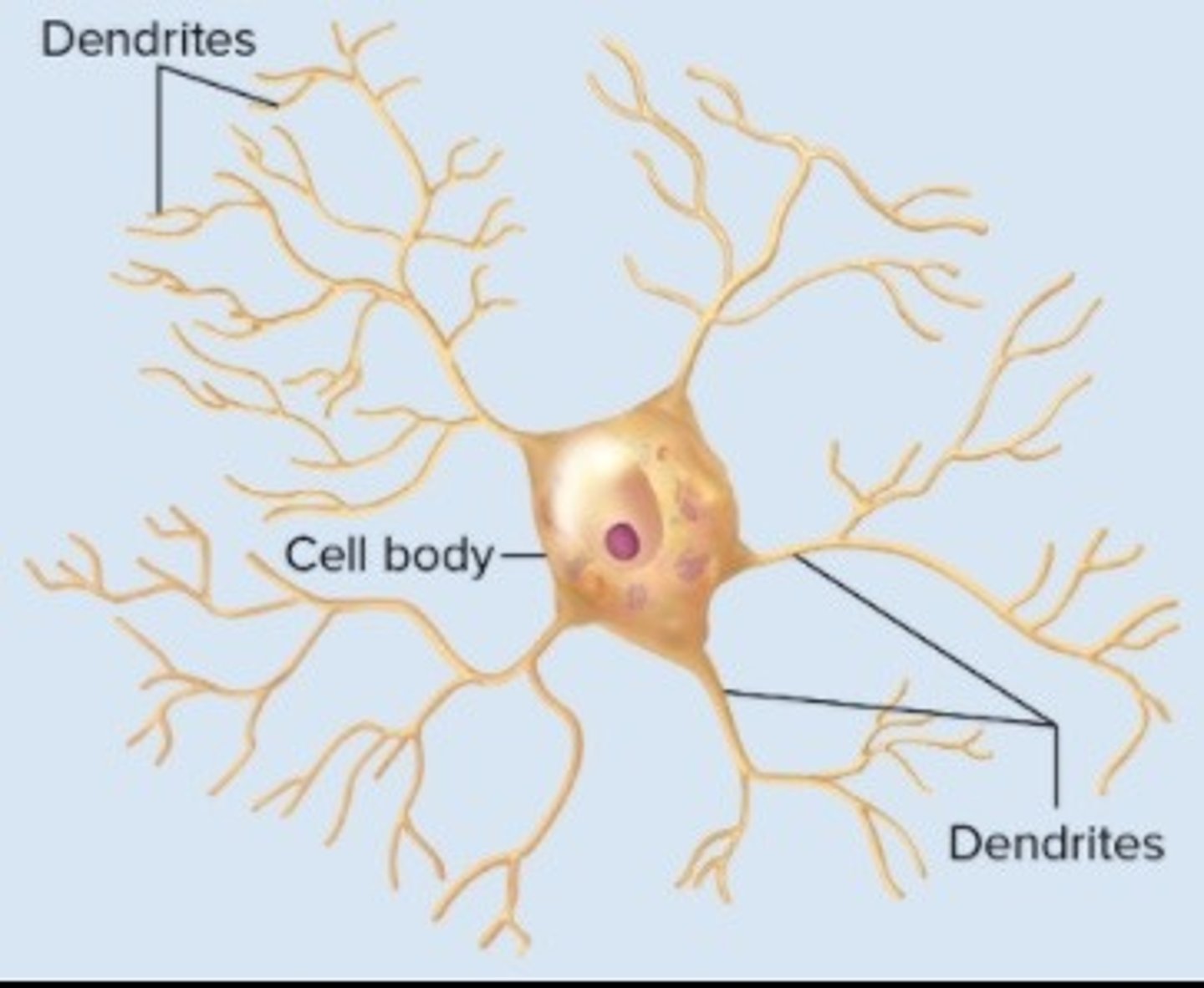 <p>do not contain axons nor deal with APs.</p><p>send signals between other neurons</p><p>found in networks within the brain, retina of eye, adrenal medulla</p>