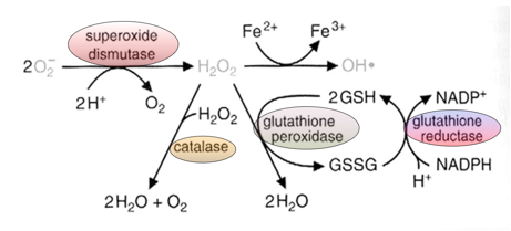 <p>Destroys <strong>superoxide and H2O2</strong></p><p><strong><em>SOD (Superoxide Dismutase)</em></strong><em>: Converts </em><strong><em>superoxide (O₂•⁻)</em></strong><em> into </em><strong><em>hydrogen peroxide (H₂O₂)</em></strong><em>, helping to reduce oxidative stress.</em></p><p><strong><em>Catalase</em></strong><em>: Breaks down </em><strong><em>hydrogen peroxide (H₂O₂)</em></strong><em> into </em><strong><em>water (H₂O)</em></strong><em> and </em><strong><em>oxygen (O₂)</em></strong><em>, further protecting cells from ROS damage.</em></p>