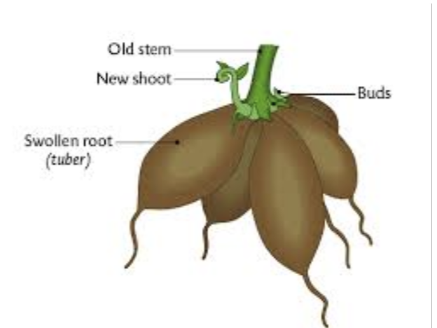 <p><span style="line-height: 17px;">a form of asexual reproduction Modified stems that store nutrients, allowing a plant to reproduce asexually through vegetative propagation. New plants can be grown by planting the entire stem tuber, which has buds that will sprout into a new shoot (leaves and stems) and roots. E.g potatoes and yams &nbsp;<br></span></p>