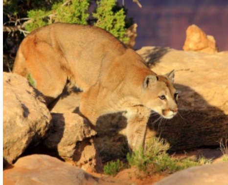 <p>genus,species,habitat?</p>