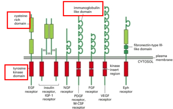 <p>One transmembrane region, variable extracellular ligand-binding domain, and intracellular tyrosine kinase domain.</p>