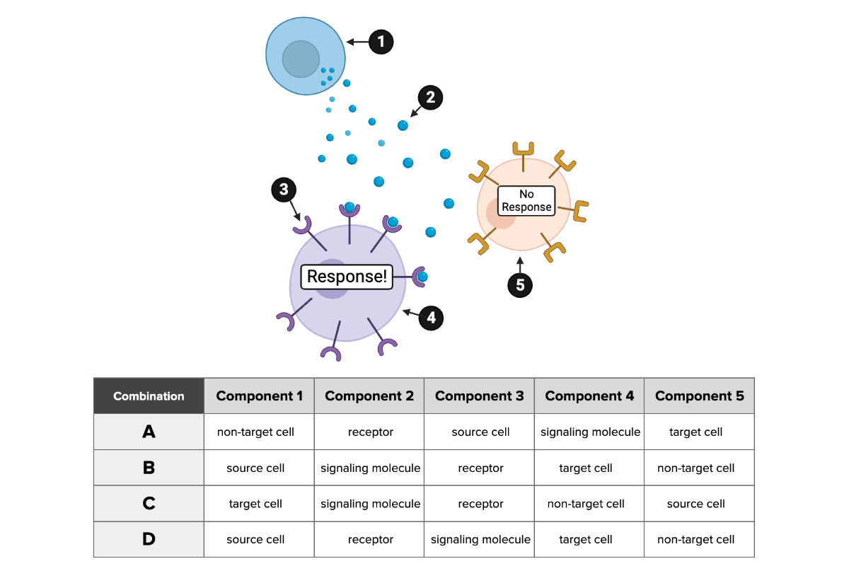 <p>Which combination of labels accurately describes the five components of the cellular communication system?</p><ul><li><p><span>a. Combination A</span></p></li><li><p><span>b. Combination B</span></p></li><li><p><span>c. Combination C</span></p></li><li><p><span>d. Combination D</span></p></li></ul><p></p>