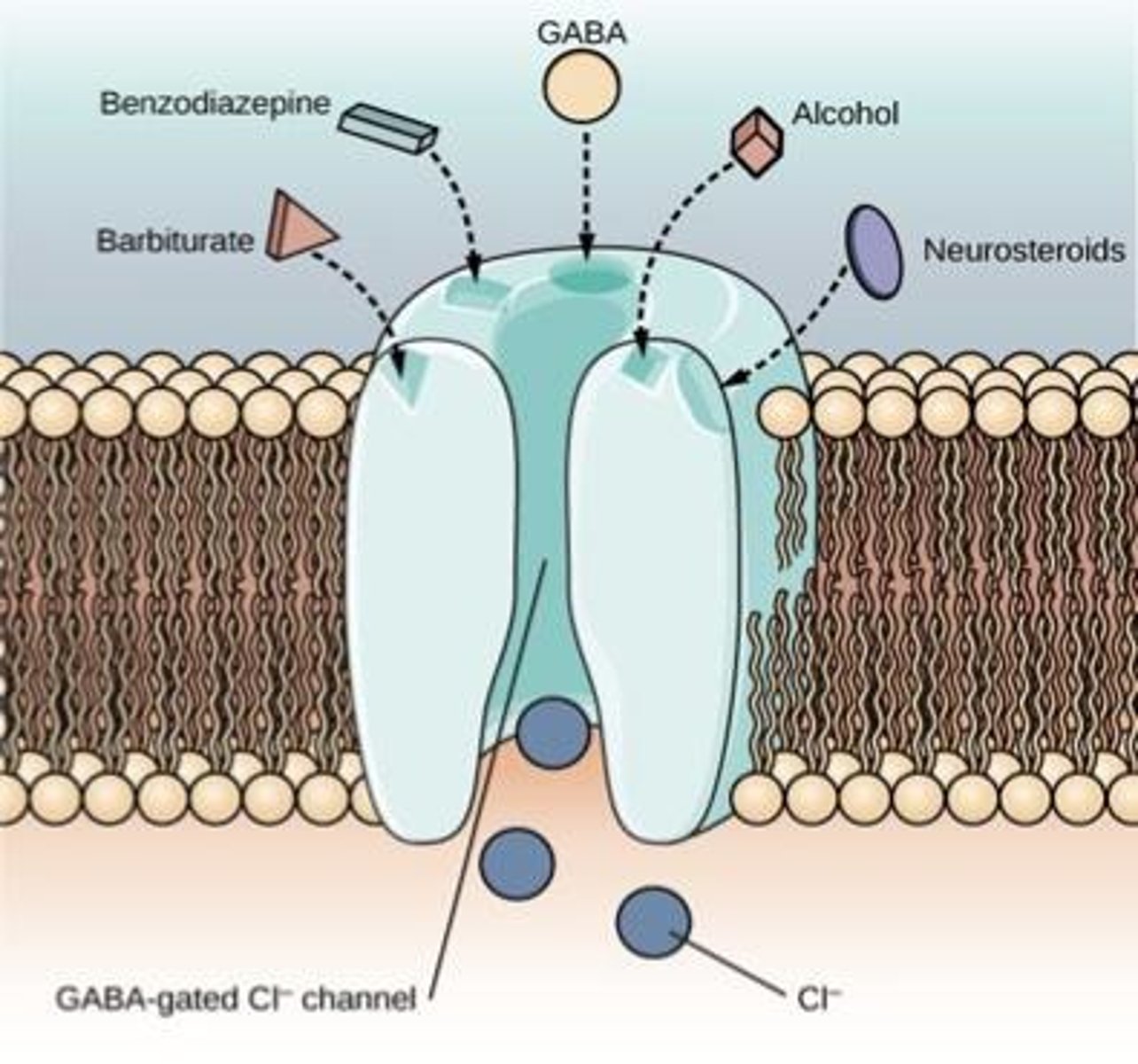 <p>Depressants suppress central nervous system activity, leading to effects such as slowed brain function and decreased heart rate.</p>