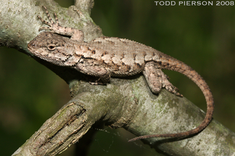 <p> A medium-sized (up to 19 cm TL), stout lizard with gray to brown back sporting 5 to 8 dark bands. Belly white with varying amounts of blue or greenish blue along ventral edges. Blue patch on throat. The colored areas on the throat and sides of body are more brilliant in breeding males.</p>