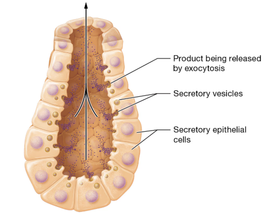 <p>what type of secretion is this?</p>