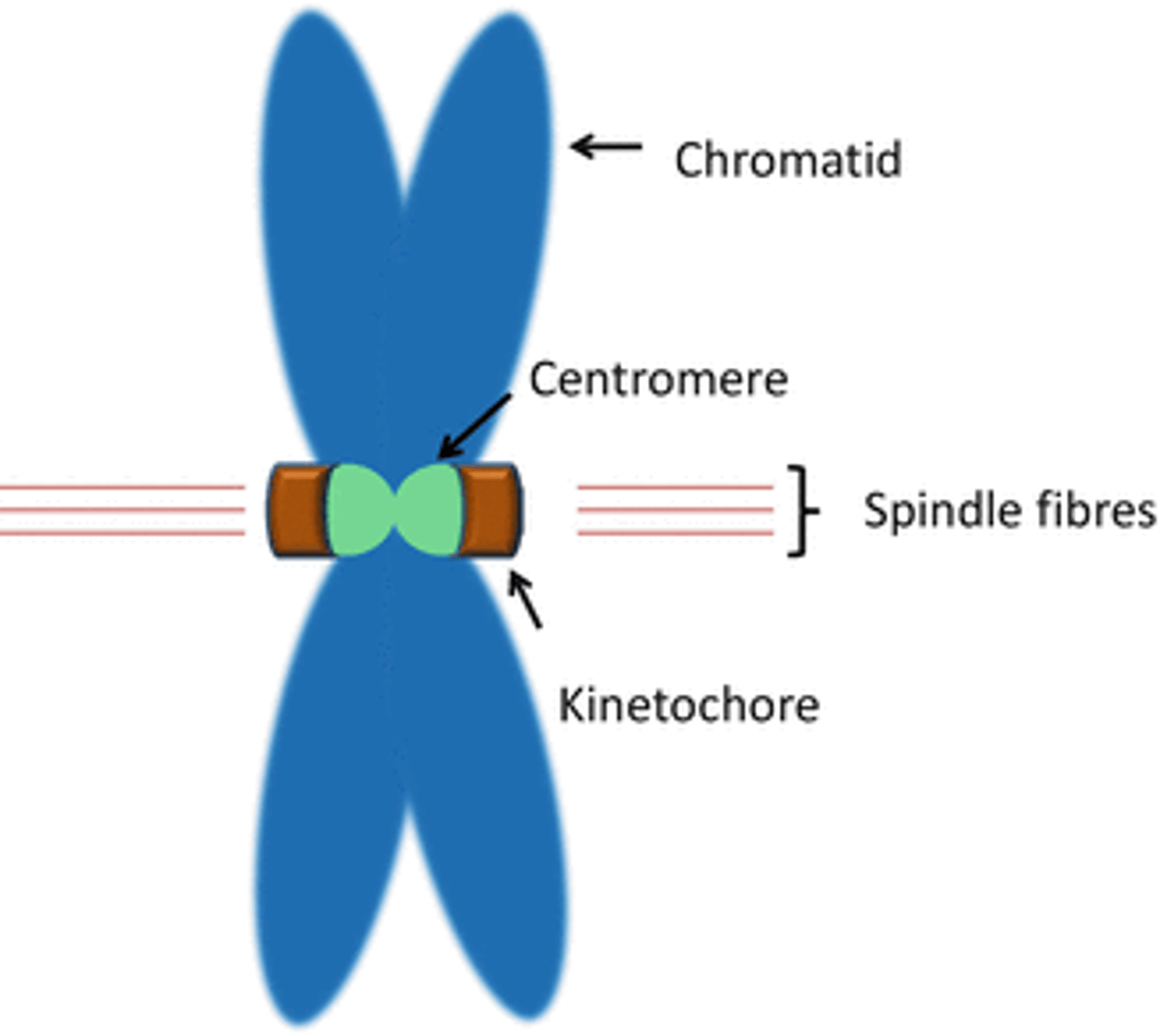 <p>- Site of attachment of spindle microtubules</p><p>- Each metaphase chromosome has two kinetochores at its centromere</p>