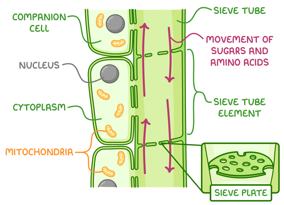 <p>Sugars and amino acids (any nutrients/food), living cells with walls made out of cellulose, both directions.</p>