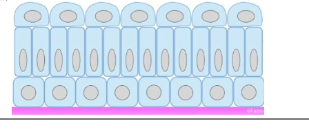 <p><span><strong>THE TRANSITIONAL EPITHELIUM (UROTHELIUM)</strong></span></p><p><span>is composed of at least three layers: </span><span data-name="regional_indicator_a" data-type="emoji">🇦</span><span><br>1. The superficial layer contains single or multinucleated large polyhedral cells that bulge into the lumen. They are frequently described as dome-shaped or umbrella cells because of their apical surface curvature.</span></p><p><span><br>2. The intermediate cell layer contains pear-shaped cells that are connected to each other and the overlying dome-shaped cells by desmosomes. The thickness of this layer varies with the state of the urinary tract expansion.</span></p><p><span><br>3. The basal cell layer consists of small cells containing a single nucleusthat rests on the basement membrane. This layer contains stem cells for the urothelium.</span></p>