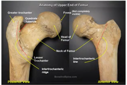 <p>large, blunt projection unique to femur muscle attachment. . site for major muscle attachment</p>