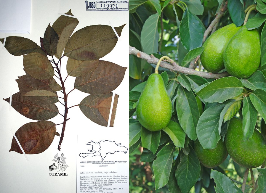 <p>Magnoliid; Laurales; evergreen tree with unusually oily fruit</p>