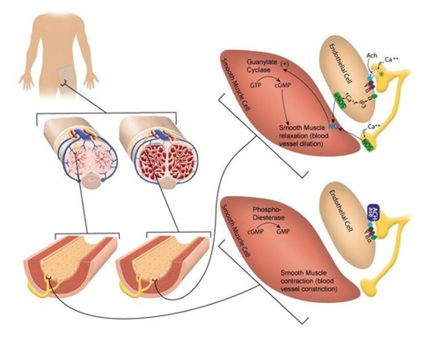 <p>Nitric oxide (NO), vasoactive intestinal peptide (VIP), and acetylcholine (Ach), which forms cGMP</p>