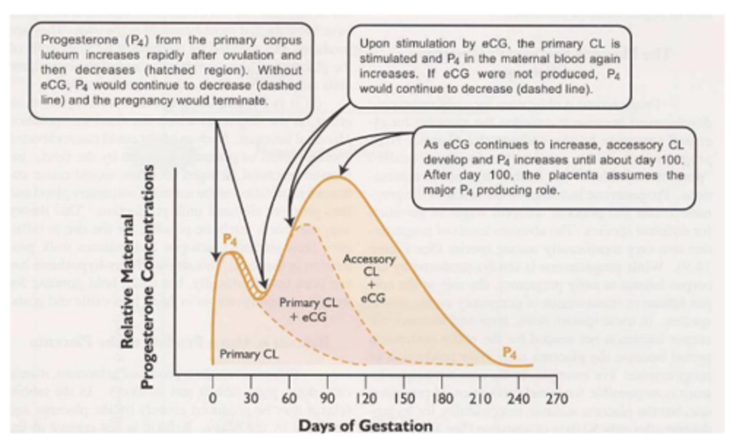 <p>To produce ECG/PMSG, which stimulates ovulation and thus forms a secondary CL in the ovary, which maintain the pregnancy by continuing to produce progesterone until about D100 when the placenta takes over as the main P4 producer</p>