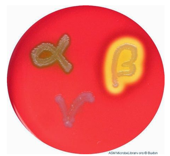 <ul><li><p>alpha hemolytic strep: BAP turns red to green because they incompletely break down hemoglobin</p></li><li><p>beta hemolytic strep: BAP clears to colorless because they completely break down hemoglobin</p></li><li><p>gamma strep: no change</p></li></ul><p></p>