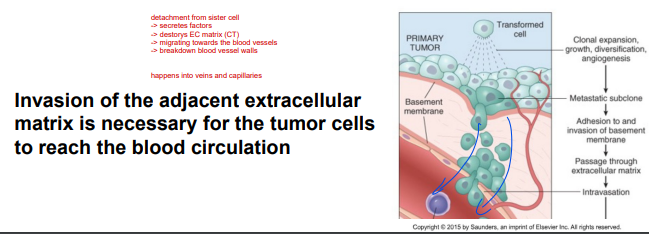 <p>invasion INTO adjacent extracellular matrix</p><p>*hall mark distinction b/w being benign and malignant</p>