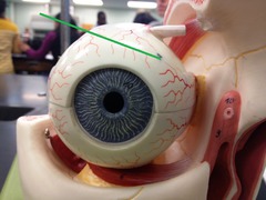 white of the eye
provides shape and protects inner parts