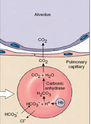 <p>-the <strong>low pCO<sub>2</sub></strong><sub> </sub>in the lungs causes the hydrogencarbonate ions to diffuse back into the red blood cell <span>and react with H+ to reform carbonic acid</span></p><p><span>-chloride ions diffuses back into the plasma</span></p><p><span>-carbonic acid is broken down by carbonic anhydrase forming CO<sub>2 </sub>and water</span></p><p>-CO<sub>2</sub> diffuses out of the red blood cell and into the alveoli to be expired</p>