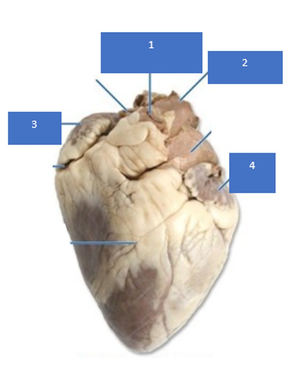 <p>Identify the chamber on #3</p>