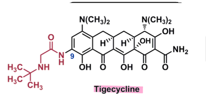 <ul><li><p>new class of tetracycline called <strong>glycylcyclines</strong></p></li><li><p>contains <strong>9-t-butyl-glycoamido </strong>substituent </p><ul><li><p>more <strong>stable towards bacterial enzymes</strong> due to steric bulk </p></li></ul></li><li><p>fairly lipophilic </p></li><li><p><strong>parenteral </strong></p><ul><li><p>due to rapid phase II conjugation by glucuronic acid </p></li></ul></li></ul>