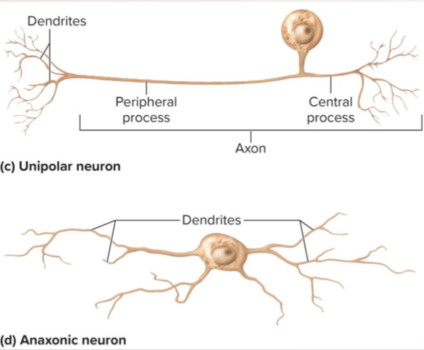 <p>Unipolar neuron</p>