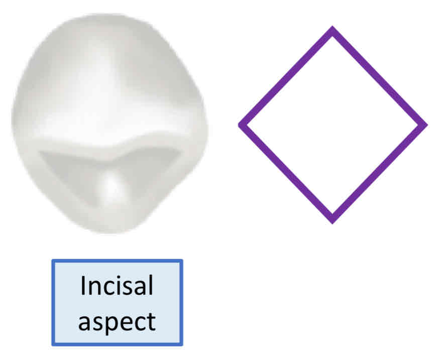 <p>what is the <strong>geometric view</strong> for the the incisal view of the max. left canine?</p>