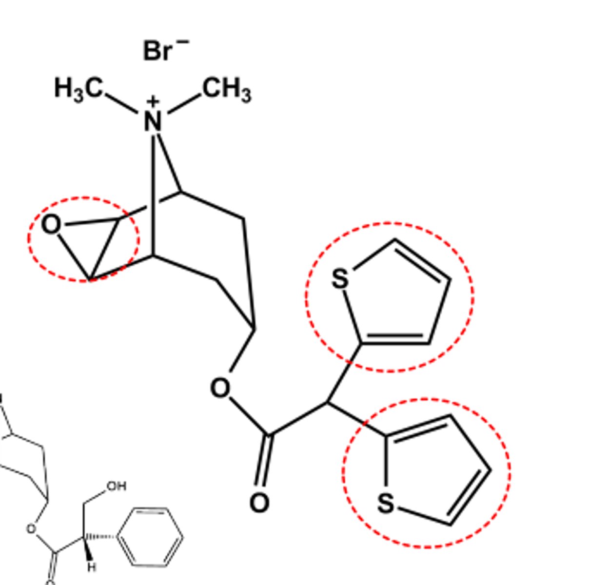 <p>- LogP = -1.7</p><p>- M3 -receptor selective, but not clinically relevant</p><p>- Use: Prevent bronchospasm in COPD,</p><p>- Hindered ester resists hydrolysis; renal clearance is major elimination pathway</p>