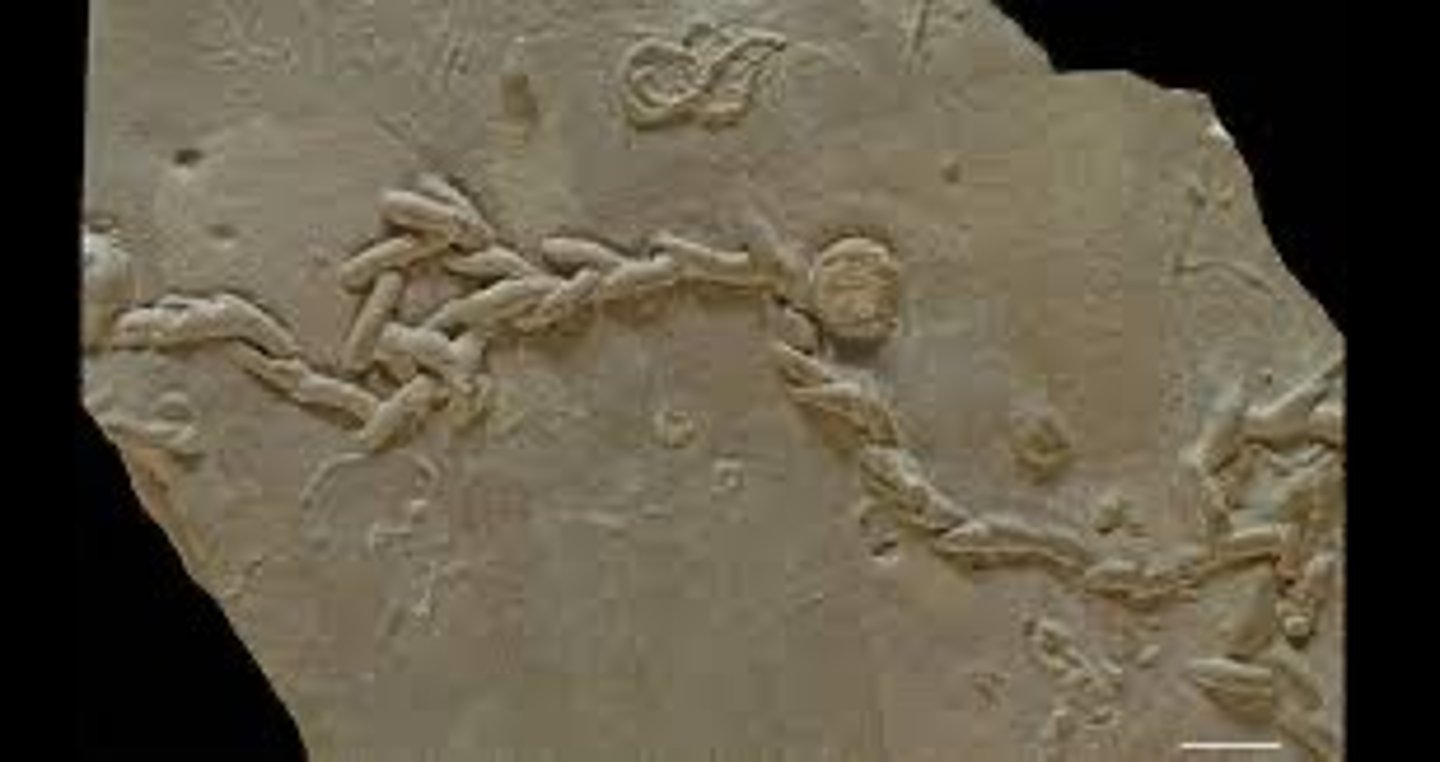 <p>Treptichnus pedum; first penetrative animal that burrows, suggesting good use of bioturbation</p>