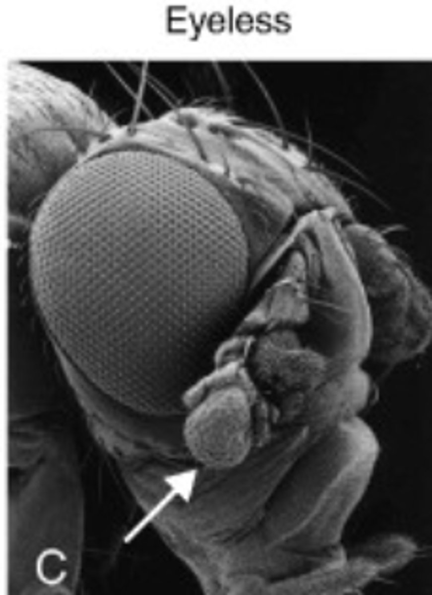 <p>ectopic expression</p>