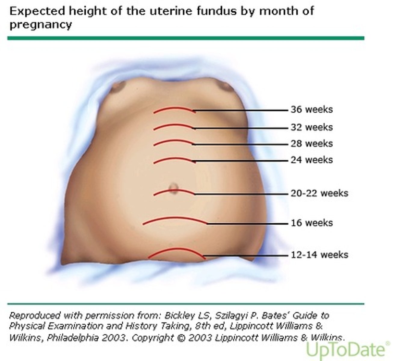 <p>12 wks - pubic symphysis</p><p>16 wks -midway between pubis and umbilicus</p><p>20-22 wks - umbilicus</p><p>38 wks - xiphoid process</p>