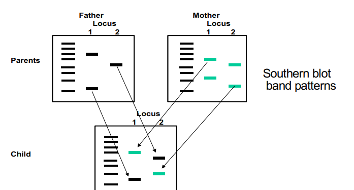 <ul><li><p>RFLPs are inherited so for each locus, one allele is inherited from each parent</p></li><li><p>on a southern blot or simply on a gel, one locus will match the father’s RFLP and the mother’s RFLP on the same locus</p></li><li><p>one difference in just ONE allele excludes paternity in that father</p></li></ul><p></p>