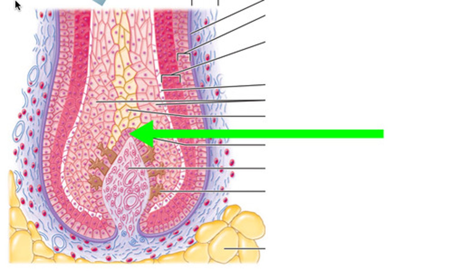 <p>actively dividing cells that produce the hair within the hair bulb</p>