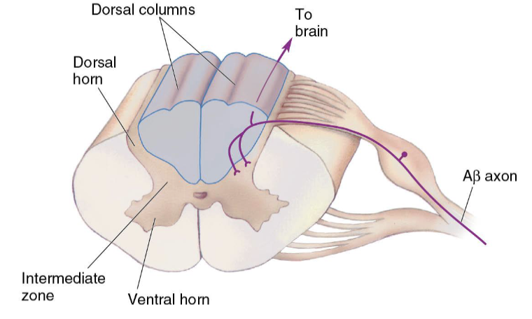 <p>Two <span>Aβ</span> branches:</p><ul><li><p>Directly ascending the spinal cord to the brain</p></li><li><p>Synapses with second-order sensory neuron (for reflexes)</p></li></ul><p>Most second-order sensory neurons lie in the dorsal horn</p>
