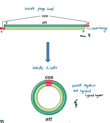 <p>Phage head:</p><ul><li><p>A 12 nucleotide segment at 5′ end of each strand is single-stranded and unpaired (cos sites)</p></li><li><p>Sequences in ss regions are complementary to each other</p></li><li><p>Can form base pairs</p><ul><li><p>Cohesive (sticky) ends</p></li></ul></li></ul><p></p><p>In E. coli cell:</p><ul><li><p>Circularization of the genome</p></li><li><p>Base pairing between the cos sites</p></li><li><p>Host DNA ligase seals nicks to form circular ds replicative form</p></li></ul>