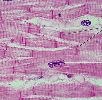 <p>what is the muscle tissue?</p>