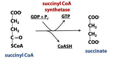<p>Phosphorylation (TCA rxn) </p>