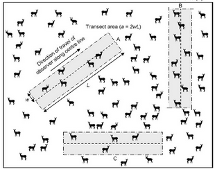 <p><span style="background-color: transparent;"><span>Procedure:</span></span></p><ol><li><p><span style="background-color: transparent;"><span>Set up a line or strip (transect) across the study area.</span></span></p></li></ol><ol start="2"><li><p><span style="background-color: transparent;"><span>Record all individuals of the target species observed along the transect.</span></span></p></li><li><p><span style="background-color: transparent;"><span>Often combined with quadrats placed at intervals along the transect.</span></span></p></li></ol><p></p><p><span style="background-color: transparent;"><span>Advantages:</span></span></p><ul><li><p><span style="background-color: transparent;"><span>Useful for studying population gradients or changes across a habitat.</span></span></p></li><li><p><span style="background-color: transparent;"><span>Provides a snapshot of species distribution.</span></span></p></li></ul><p></p><p><span style="background-color: transparent;"><span>Limitations:</span></span></p><ul><li><p><span style="background-color: transparent;"><span>Accuracy may vary depending on the width of the transect and the density of the population.</span></span></p></li></ul><p></p>