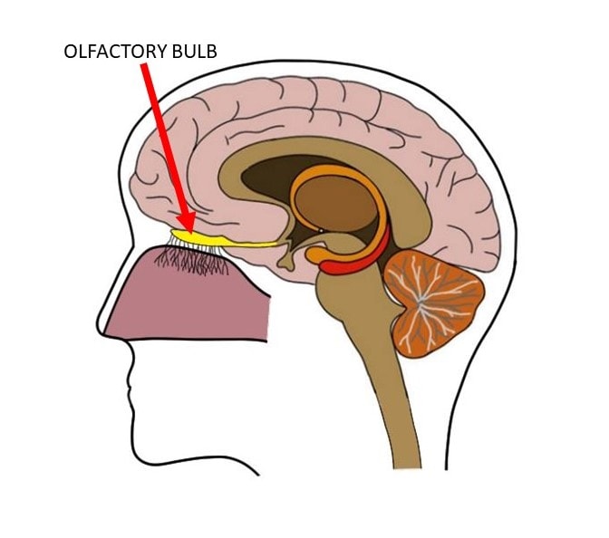 A rounded mass of tissue that contains several types of nerve cells that are involved in the sense of smell. 

* There are two olfactory bulbs on the bottom side of the brain, one above each nasal cavity.