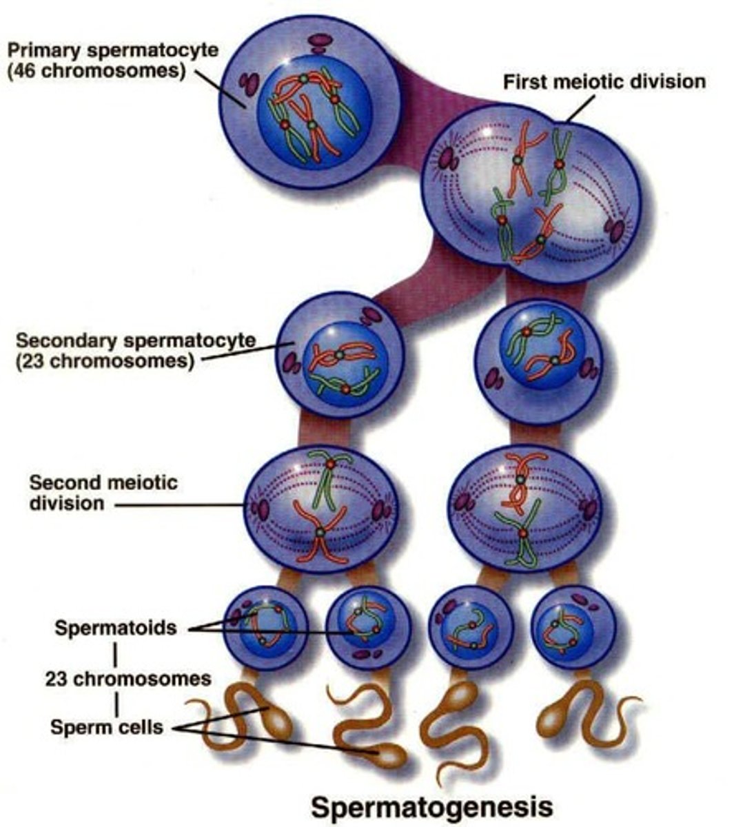 <p>Process of sperm cell development involving mitosis and meiosis.</p>