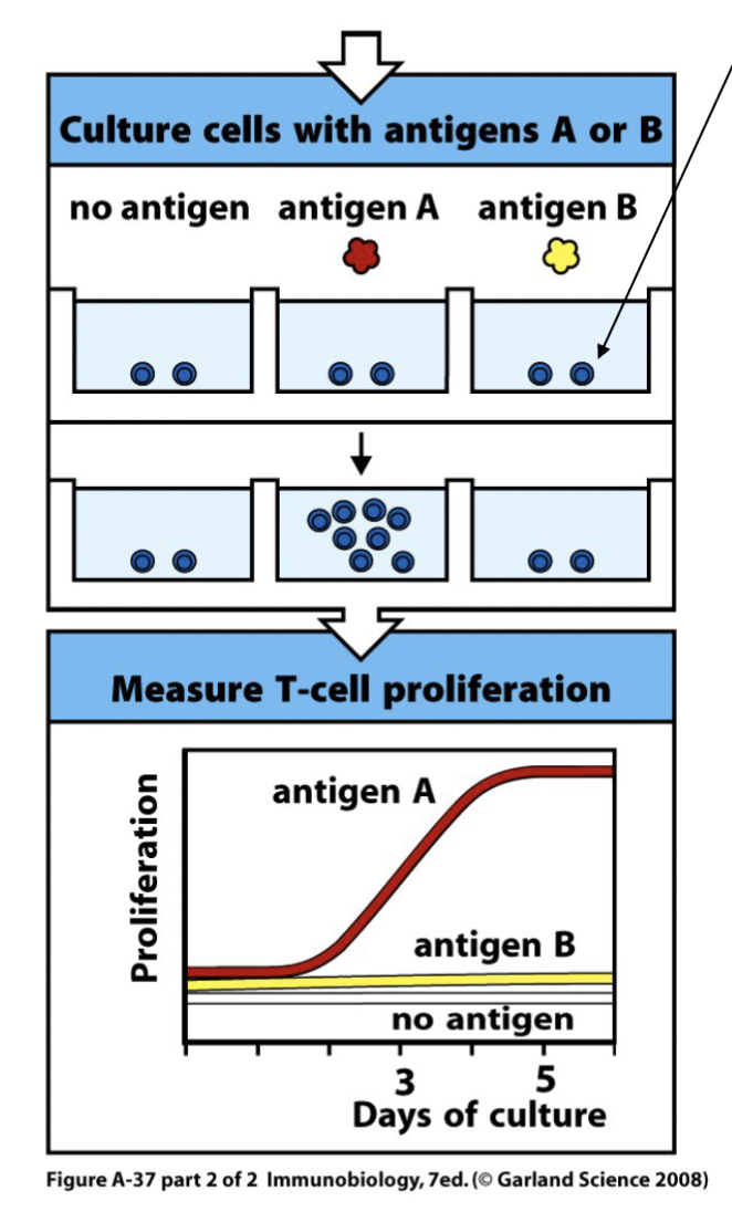 <p>Via humoral responses</p><p>Via cellular responses </p>