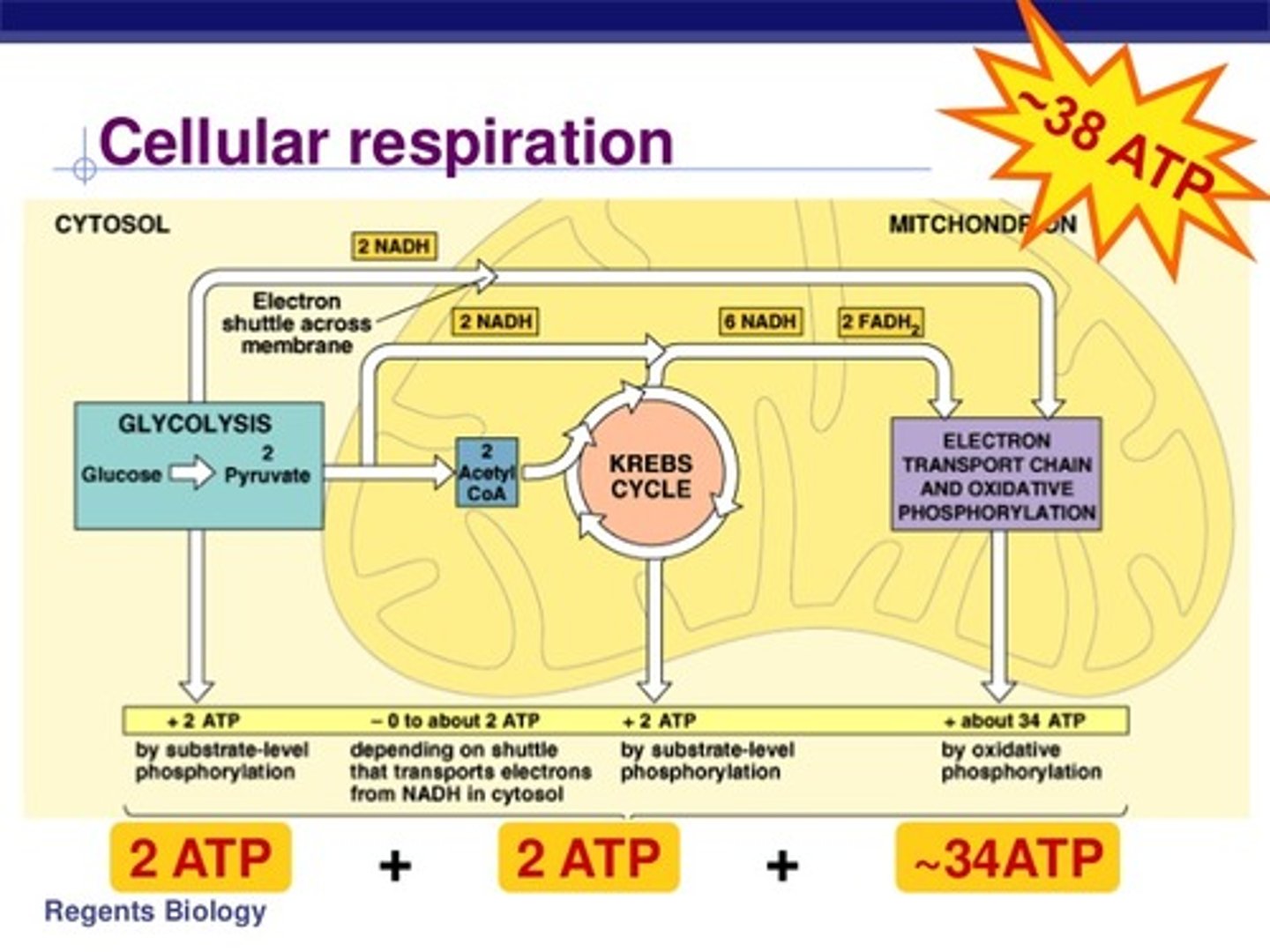 <p>Glycolysis produces a net of 2 ATP molecules and occurs in the cytoplasm of the cell.</p><p>Krebs Cycle produces a net of 2 ATP and occurs in the outer lumen of the mitochondria.</p><p>Electron Transport Chain (ETC) produces a net of about 34 ATP and occurs in the inner membrane (lumen) of the mitochondria.</p><p>Struggling to memorize the metabolic pathways (such as glycolysis and beta-oxidation)? Learn them like the back of your hand using Andrew's Metabolic Pathways Mastery Course @ https://mcatselfprep.com/course/andrews-metabolic-pathways-mastery-course/</p>