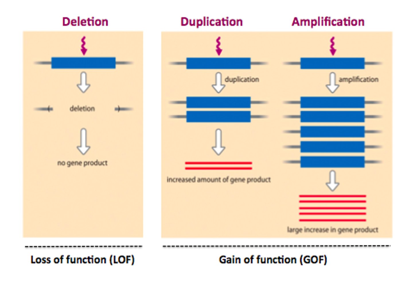 <p>when expression is increased due to signalling (hormones, growth factors, conditions)</p>