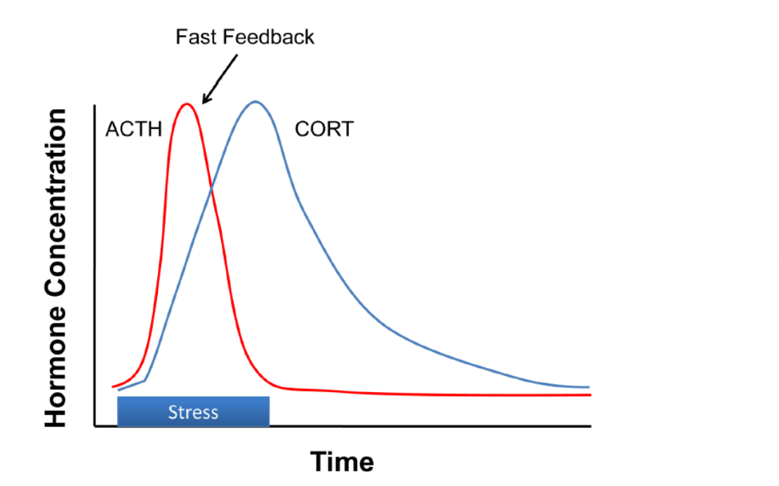 <p>Body s not effectient during stress reponec</p><p class="MsoNormal">The body is constantly crearing hormones the concentration gose down nnee the body to keep cleaning and stop producing more</p>