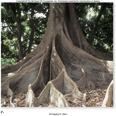 <p>what kind of root</p>