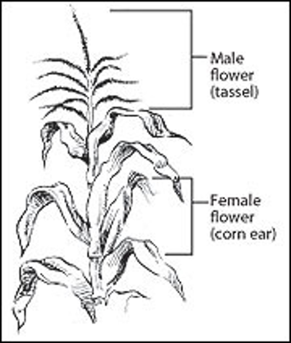 <p>-in some plants the individuals are hermaphrodites, "one house"</p><p>-perfect flowers produce both male and female gametes together in the same flower</p>