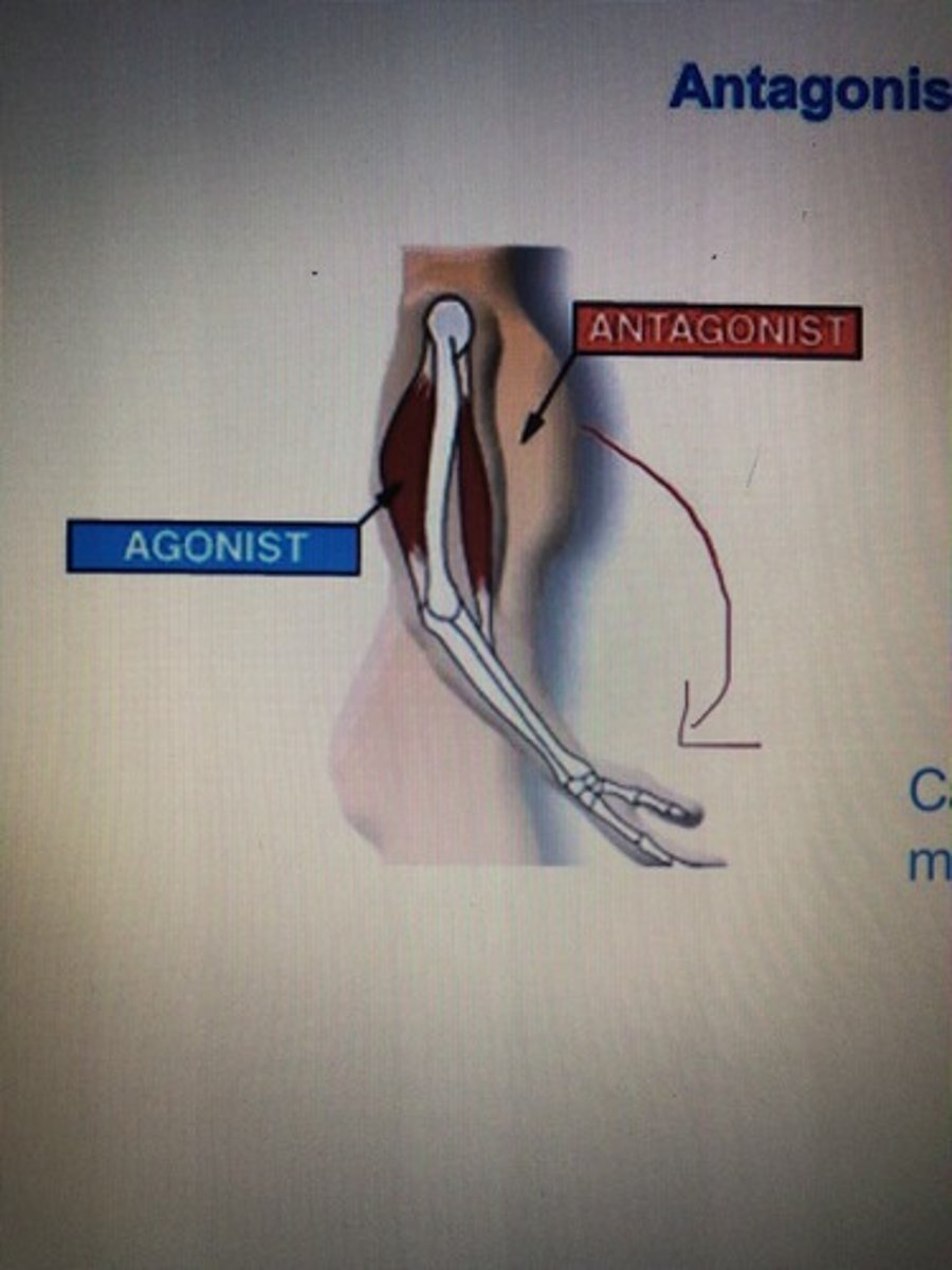 <p>Muscle that relaxes</p>
