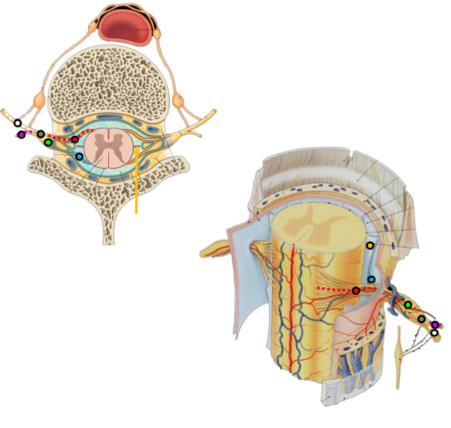 <p>What is the red dot</p>
