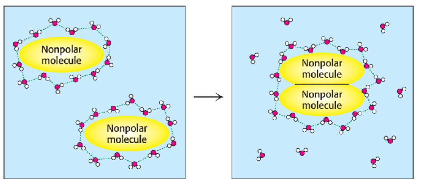 * non polar molecules aggregate in aq solution (form together exclude water)
* main driving force behind formation of macromolecular struct (helps w/ protein folding
* seems to contradict 2nd law of thermodynamics (entropy (disorderness) always increases in spontaneous rxn)
* but decrease of entropy of struct causes increase in water’s entropy (leading to overall increase in entropy