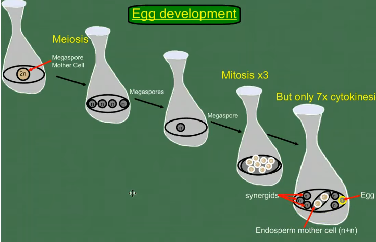 <p>Në ovarie gjendet ovula e cila përmban qelizën mëmë megaspore, kjo me pas ndahet në 4 qeliza të quajtura megaspore por vetëm njëra mbijeton. Kjo qelizë do të zmadhohet dhe bërthama e saj do të ndahet në 8 pjesë të cilat do të zhvillohen në qeliza. Kjo quhet qese embrionale dhe përfaqëson <span style="color: red;"><strong><em>gametofitin femëror</em></strong></span>.</p><p></p>