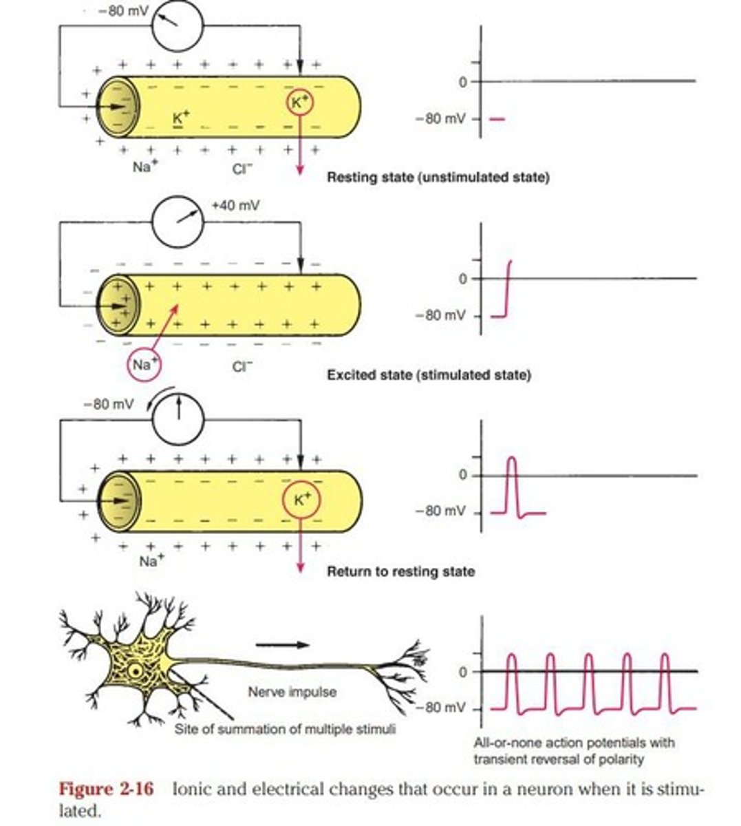 <p>Steady potential difference of about -80mV.</p>
