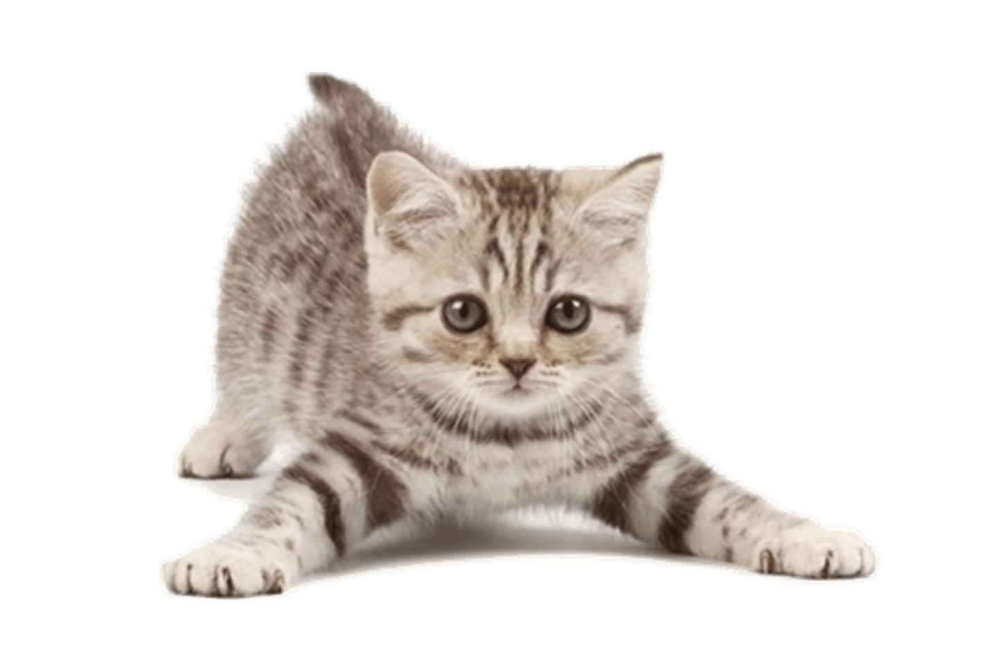 <p>cats</p>