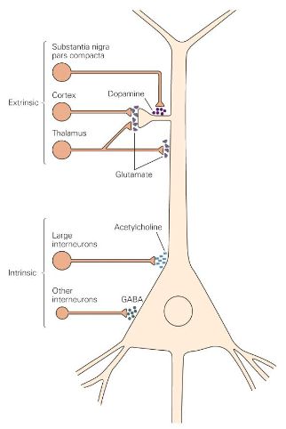 <p>Spines of MSNs receive excitatory glutamatergic inputs from the cerebral cortex. Dopaminergic neurons innervate spine shafts, which makes them well located to influence excitatory input from the cortex</p>